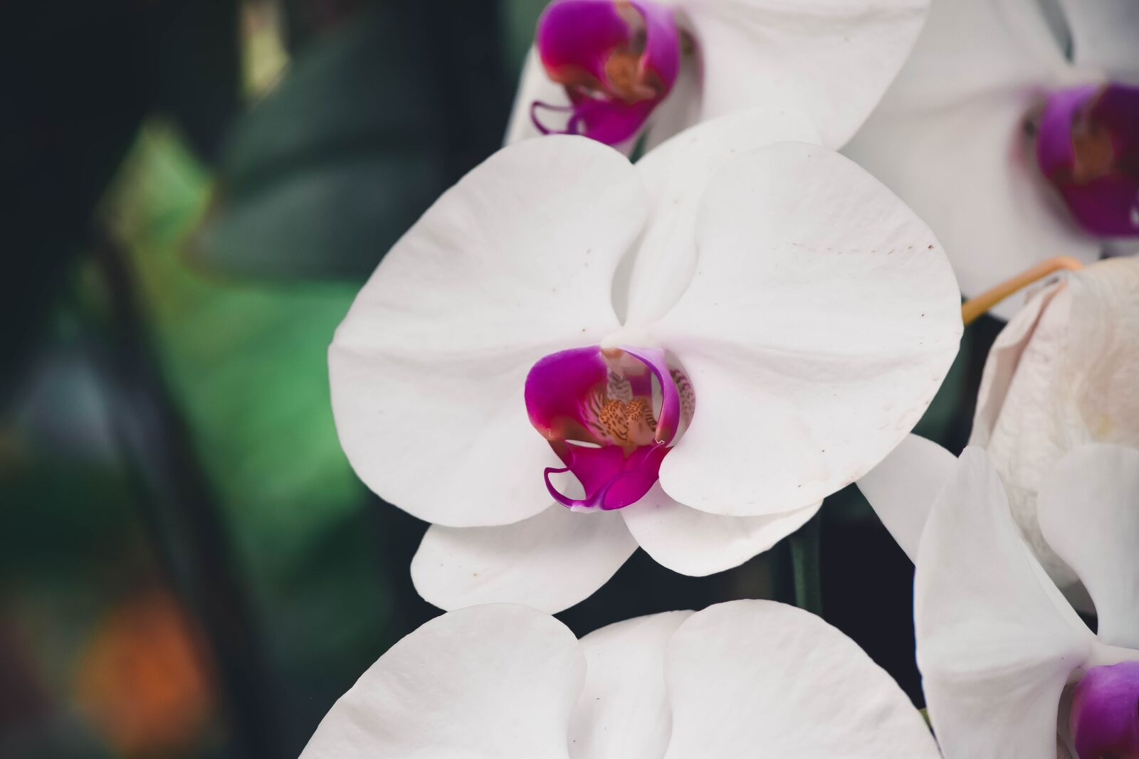 Nikon D5500 sample photo. Flowers, nature, park photography