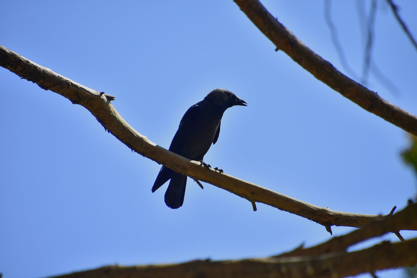 Nikon D7200 sample photo. Crows, rook, black photography