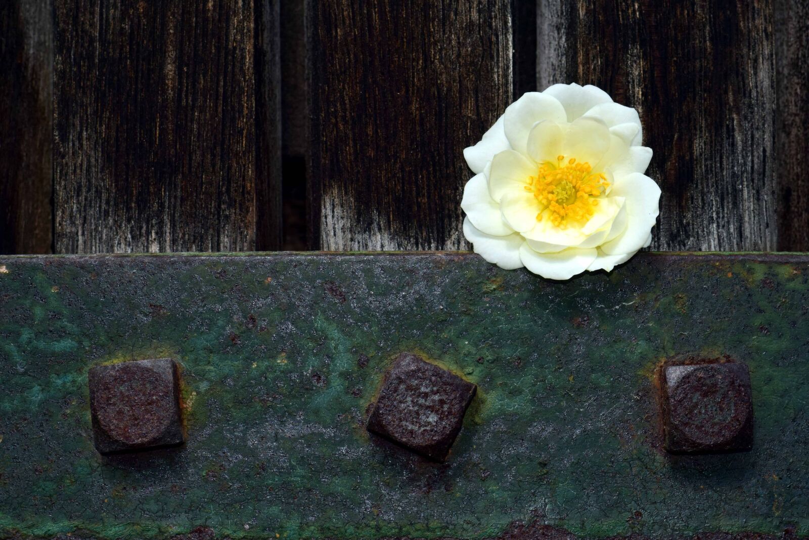 Nikon D3300 sample photo. Iron, metal, flower, steel photography