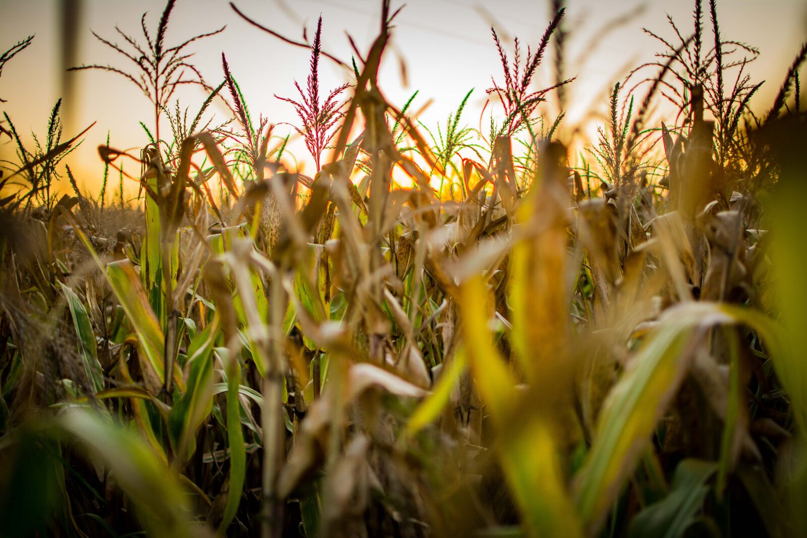 Nikon D7100 sample photo. Corn, agro, field photography