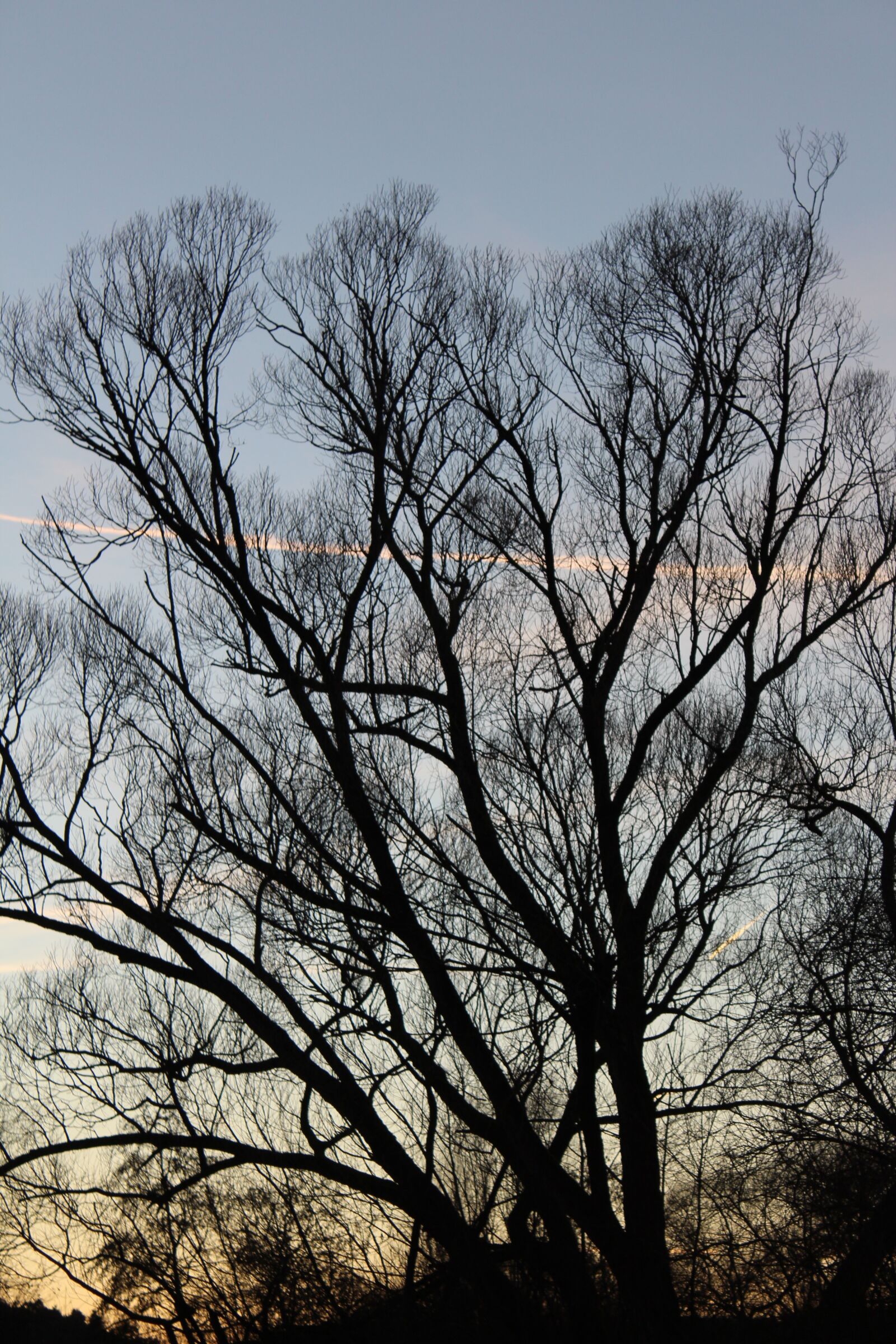 Canon EOS 1300D (EOS Rebel T6 / EOS Kiss X80) sample photo. Tree, moon, forest photography