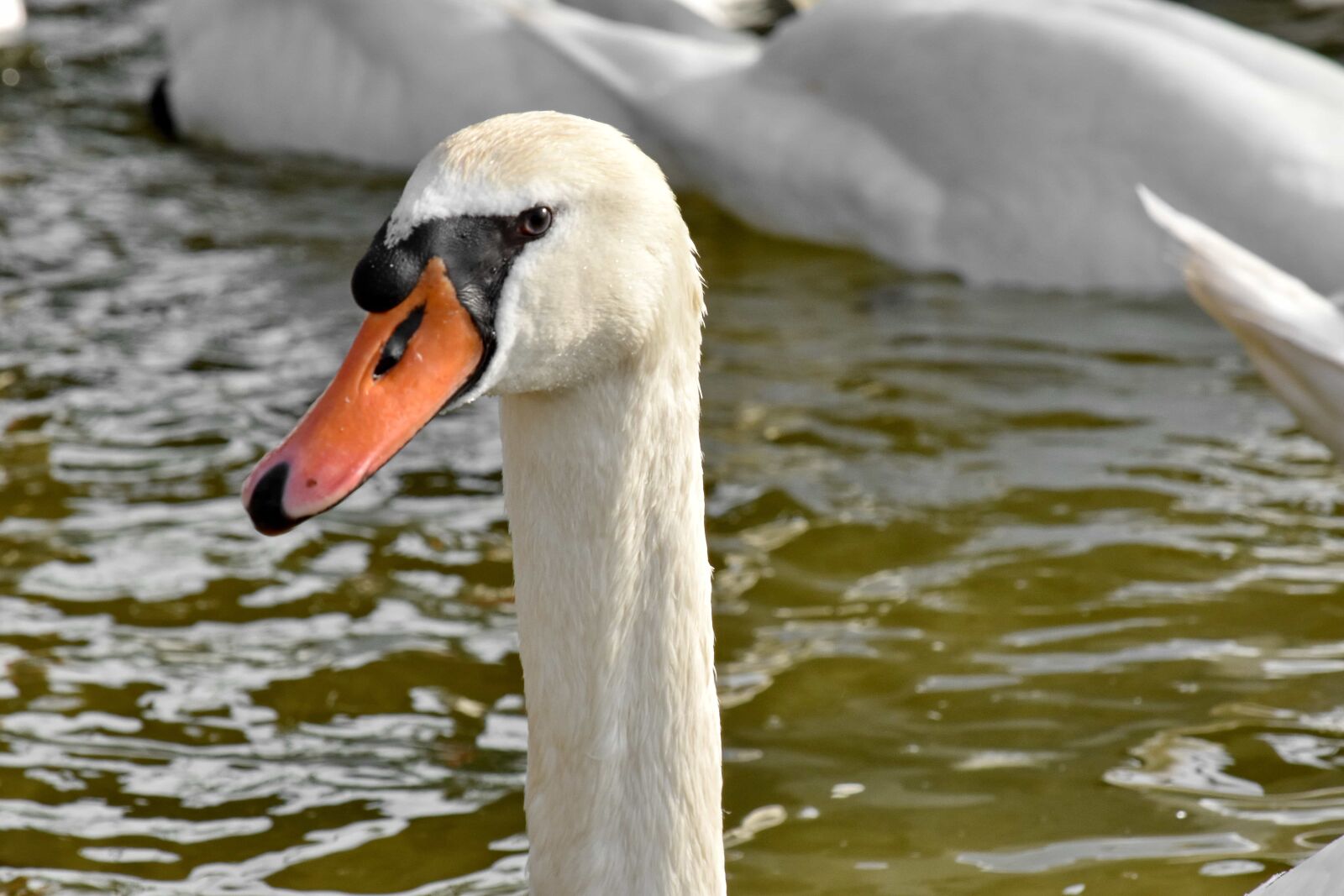 Nikon D5500 sample photo. Daylight, water, waterfowl, swan photography