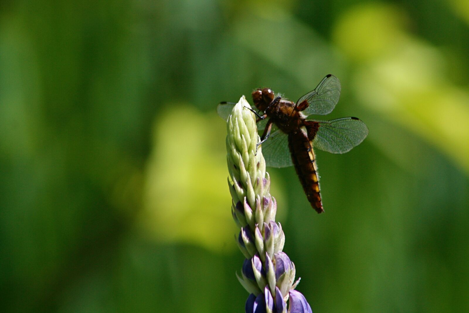 Canon EOS 400D (EOS Digital Rebel XTi / EOS Kiss Digital X) sample photo. Dragonfly, lupine, wing photography