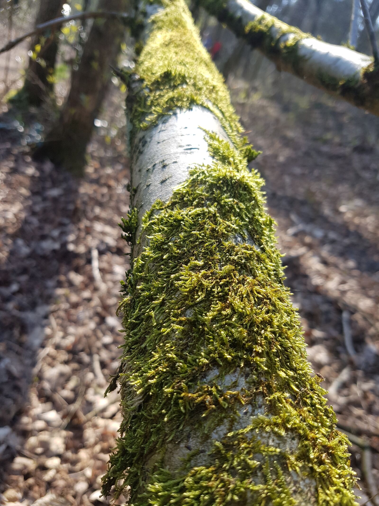 Samsung Galaxy S7 Edge sample photo. Tree, tribe, moss photography