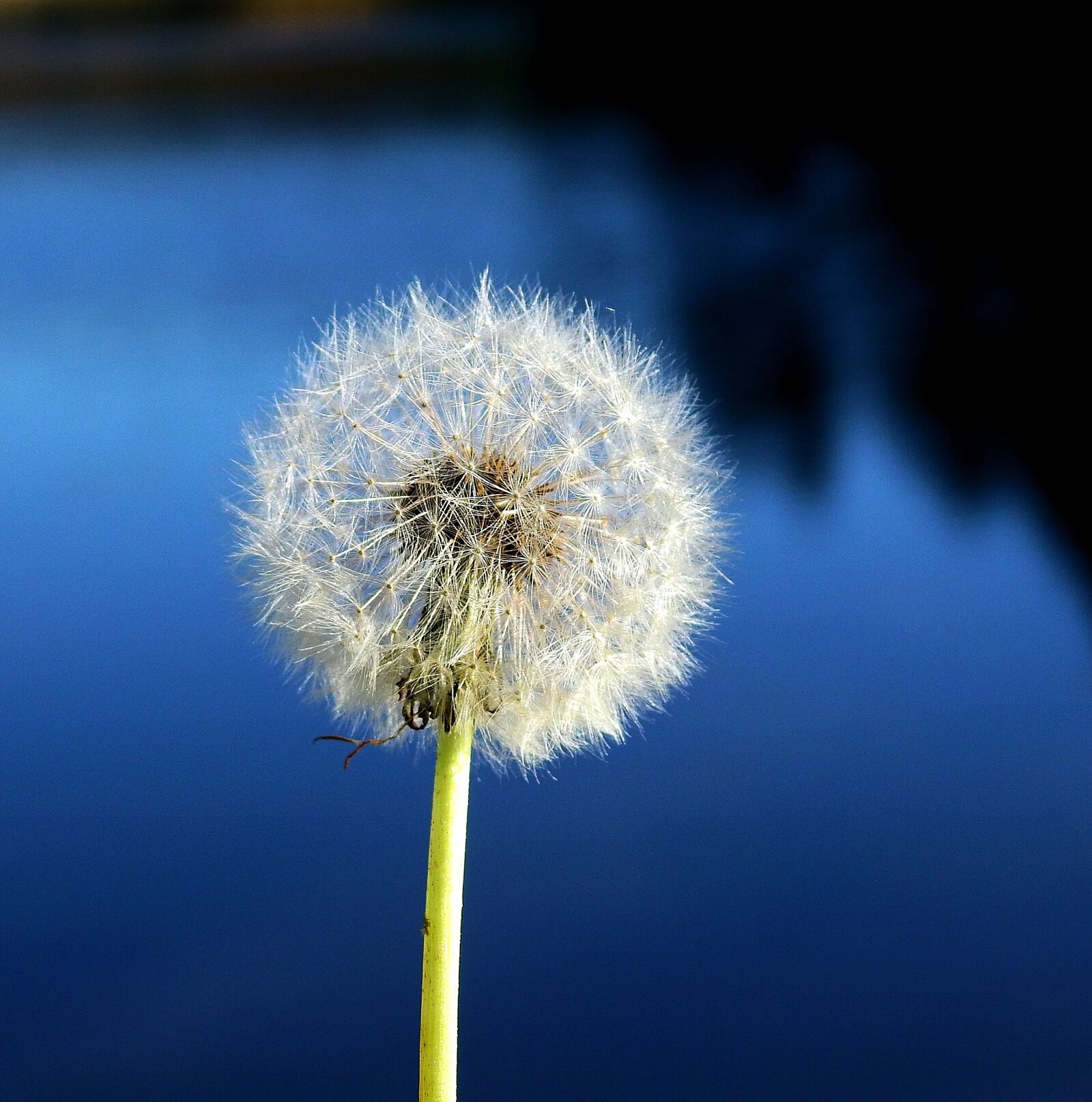 Nikon Coolpix P900 sample photo. Fluffy, nature, plant photography