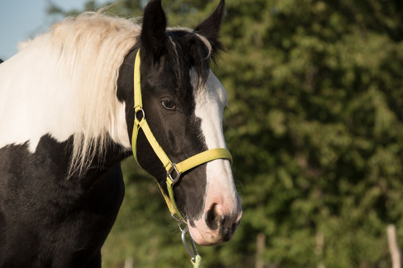 Nikon D750 sample photo. Horse, animal, pinto photography