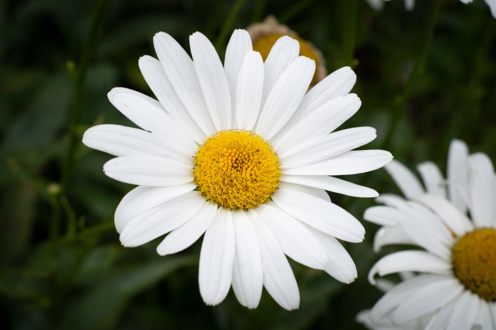 Nikon D7100 sample photo. Flower, white, blossom photography