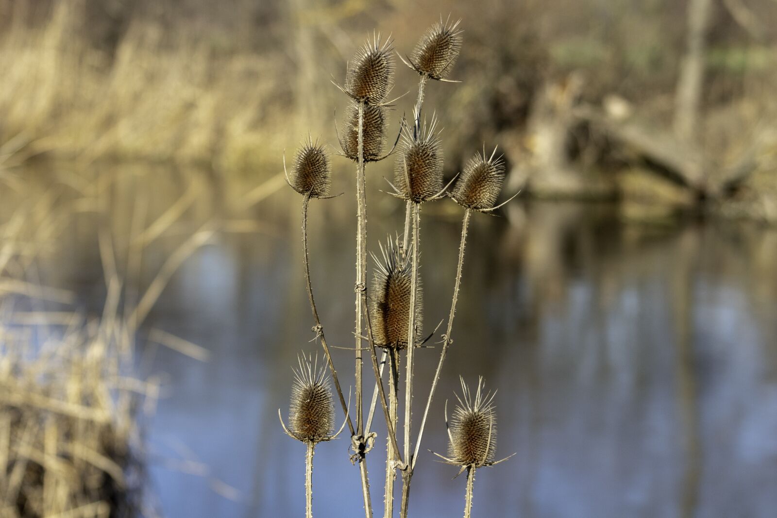 Canon EF75-300mm f/4-5.6 sample photo. Wildflower, stalk, szam rk photography