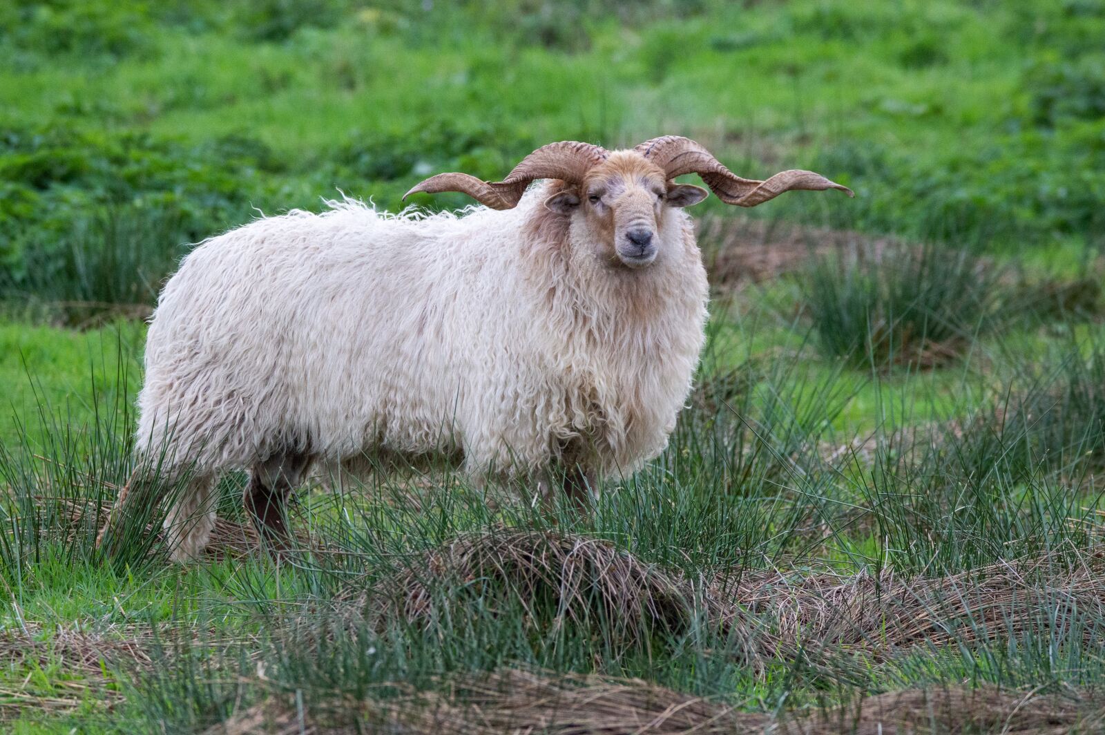 Nikon D3200 sample photo. Racka sheep, animal, nature photography