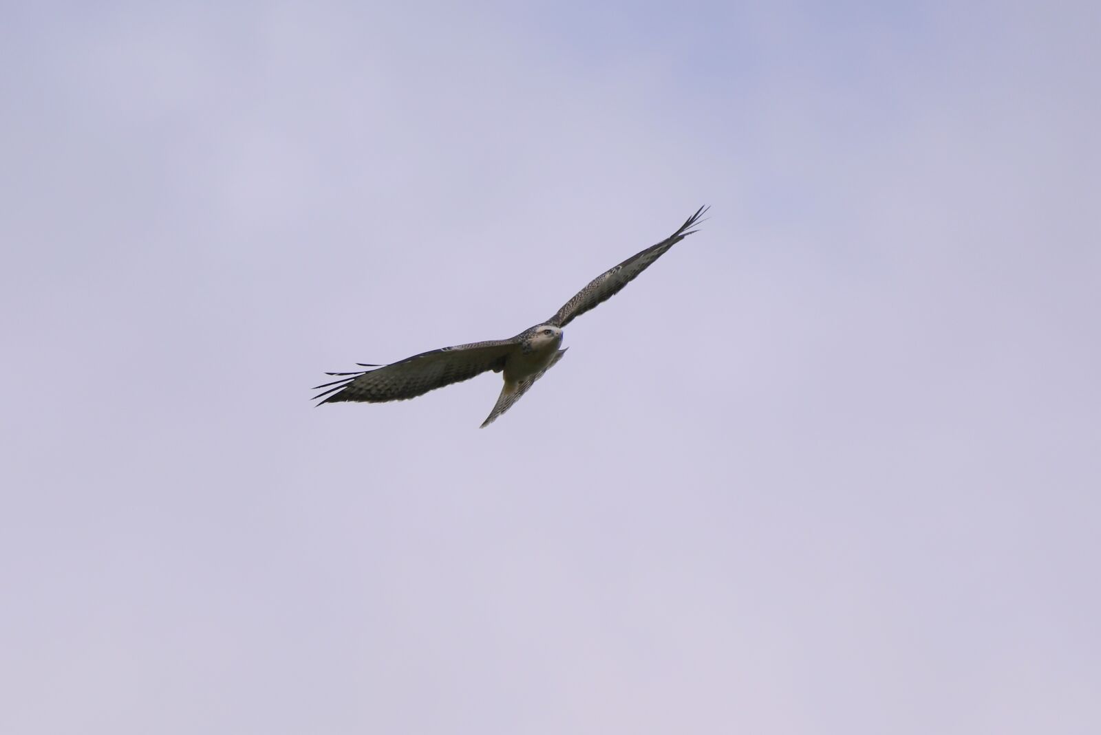Nikon D500 sample photo. Common buzzard, bird of photography