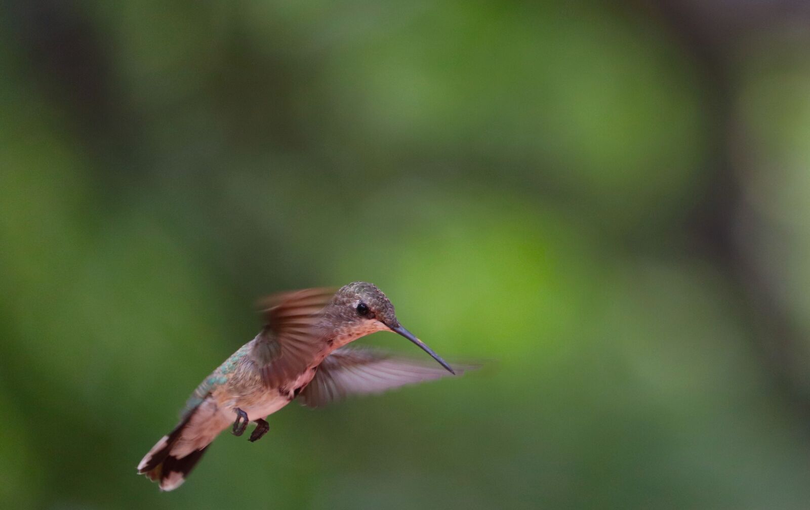 Canon EOS 800D (EOS Rebel T7i / EOS Kiss X9i) sample photo. Hummingbird, wildlife, backyard photography