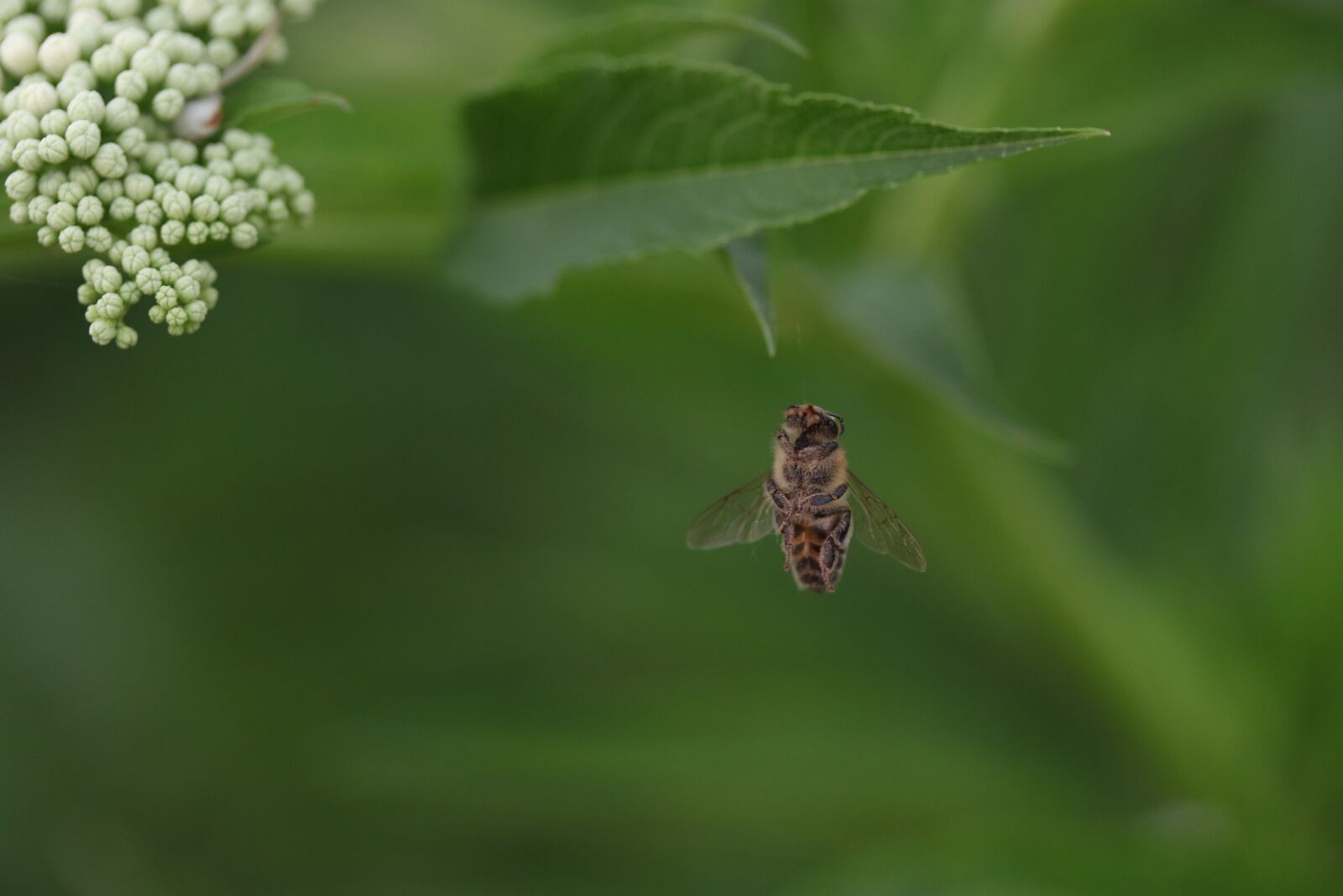 Canon EF-S 60mm F2.8 Macro USM sample photo. Bee, wings, insecta photography