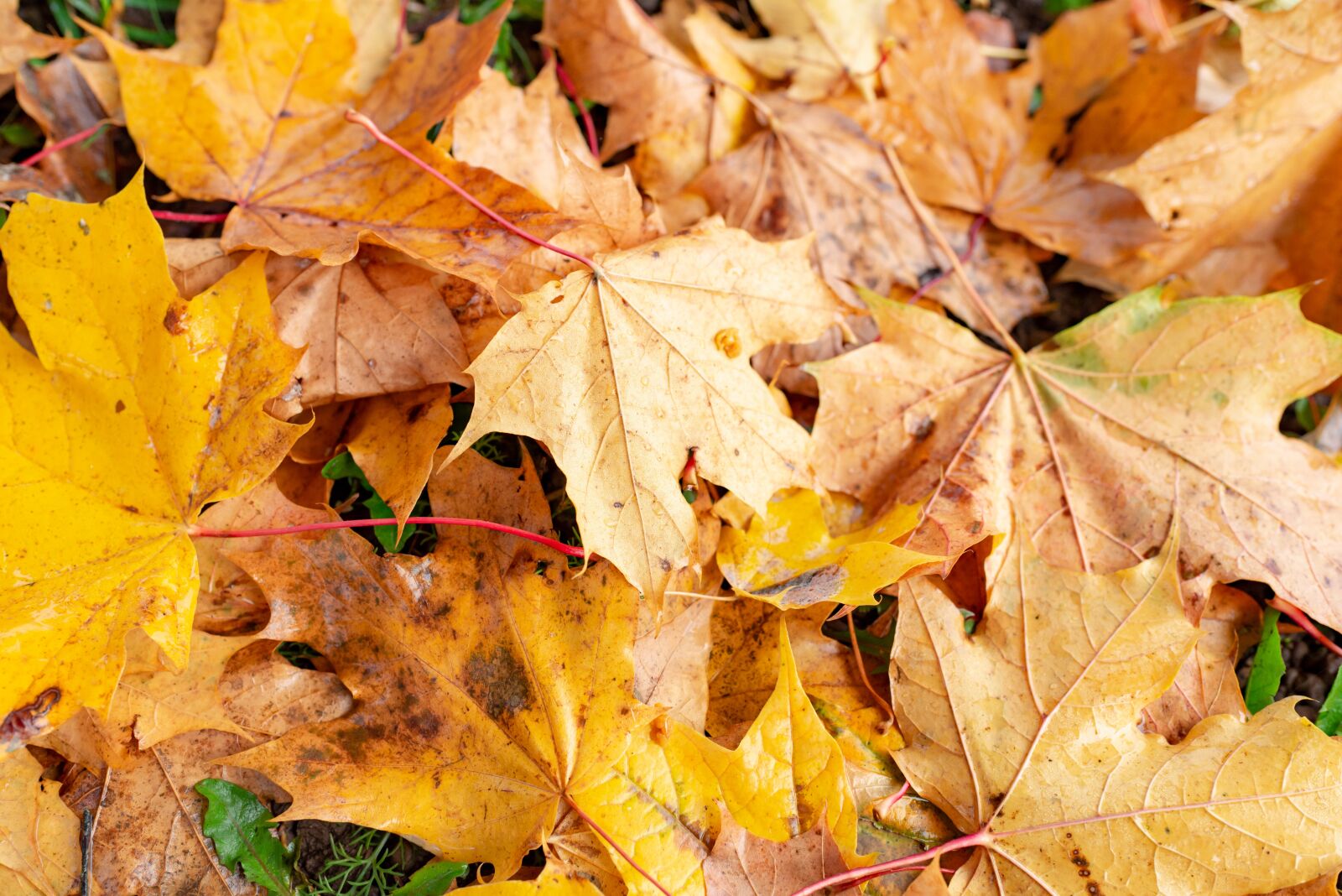 Nikon D610 sample photo. Autumn, leaf, maple photography