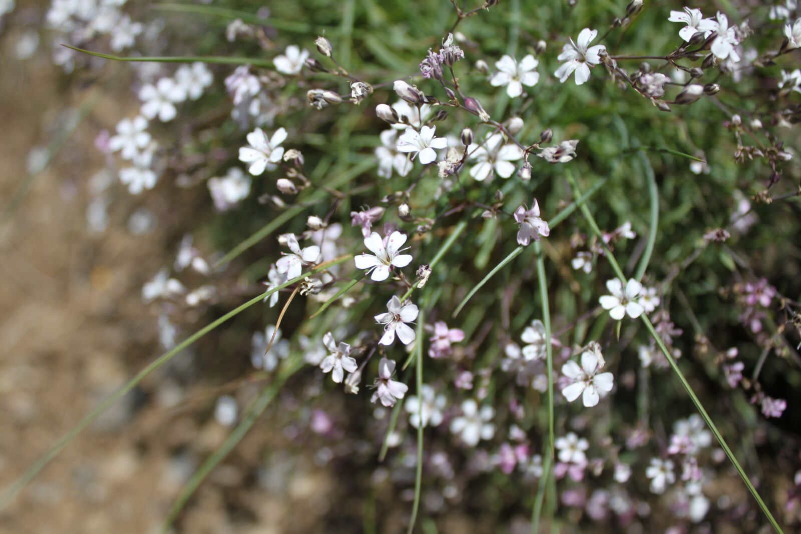 Canon EOS 500D (EOS Rebel T1i / EOS Kiss X3) sample photo. Flower, blossom, bloom photography
