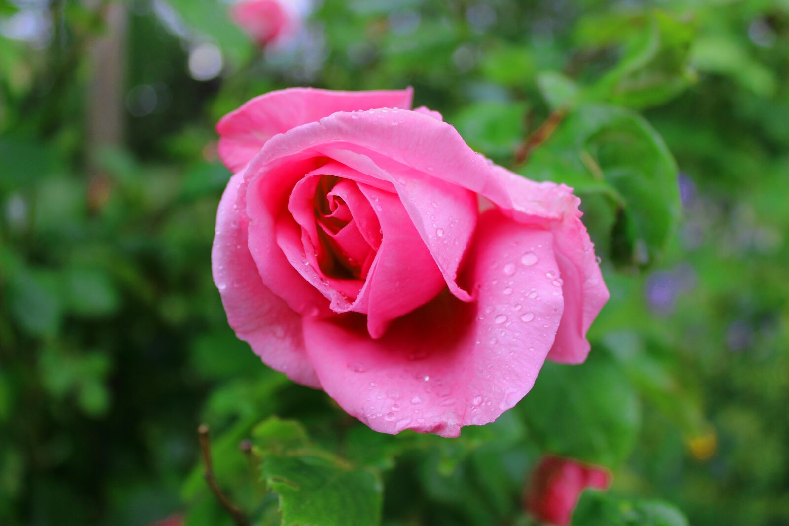 Canon EOS 600D (Rebel EOS T3i / EOS Kiss X5) sample photo. Rose, love, red photography