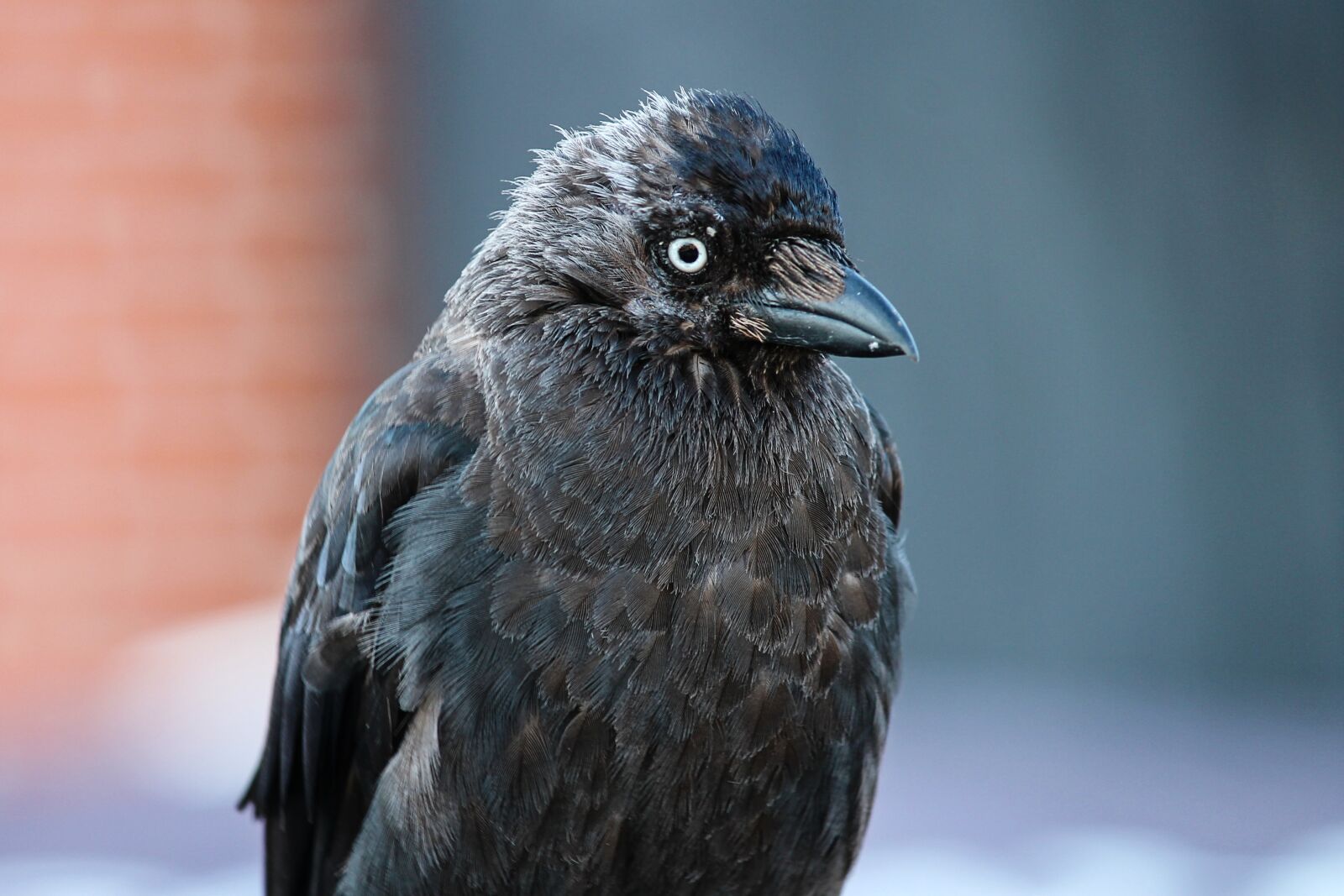 Canon EOS 1100D (EOS Rebel T3 / EOS Kiss X50) sample photo. Jackdaw, coloeus monedula, raven photography