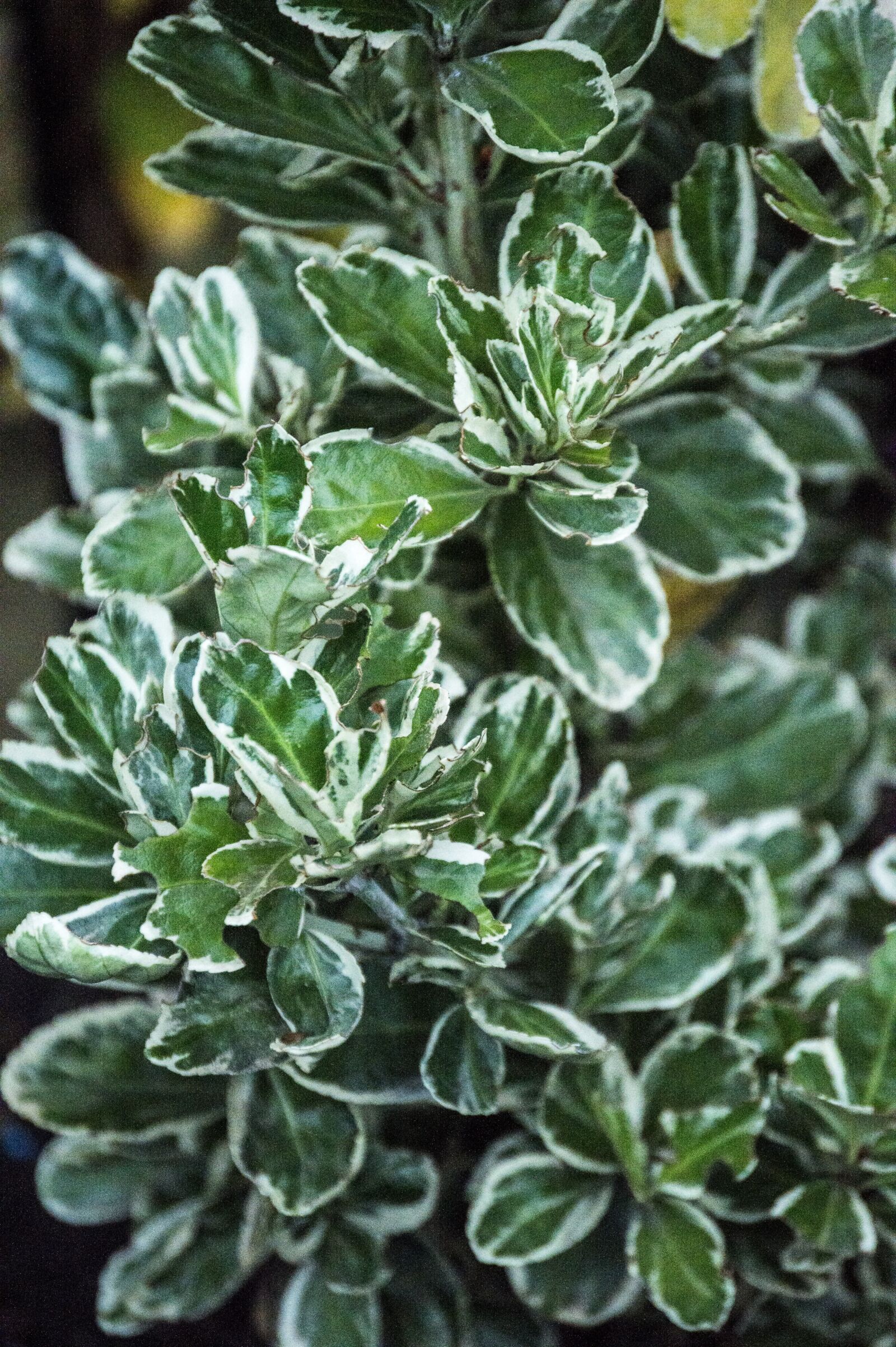Nikon D3200 sample photo. Plant, green, white photography