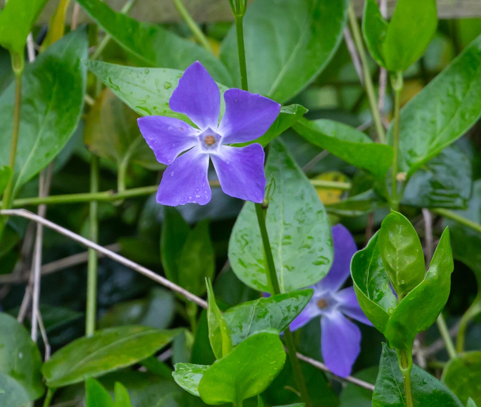 Canon EOS 5D Mark III sample photo. Blue periwinkle, flower of photography