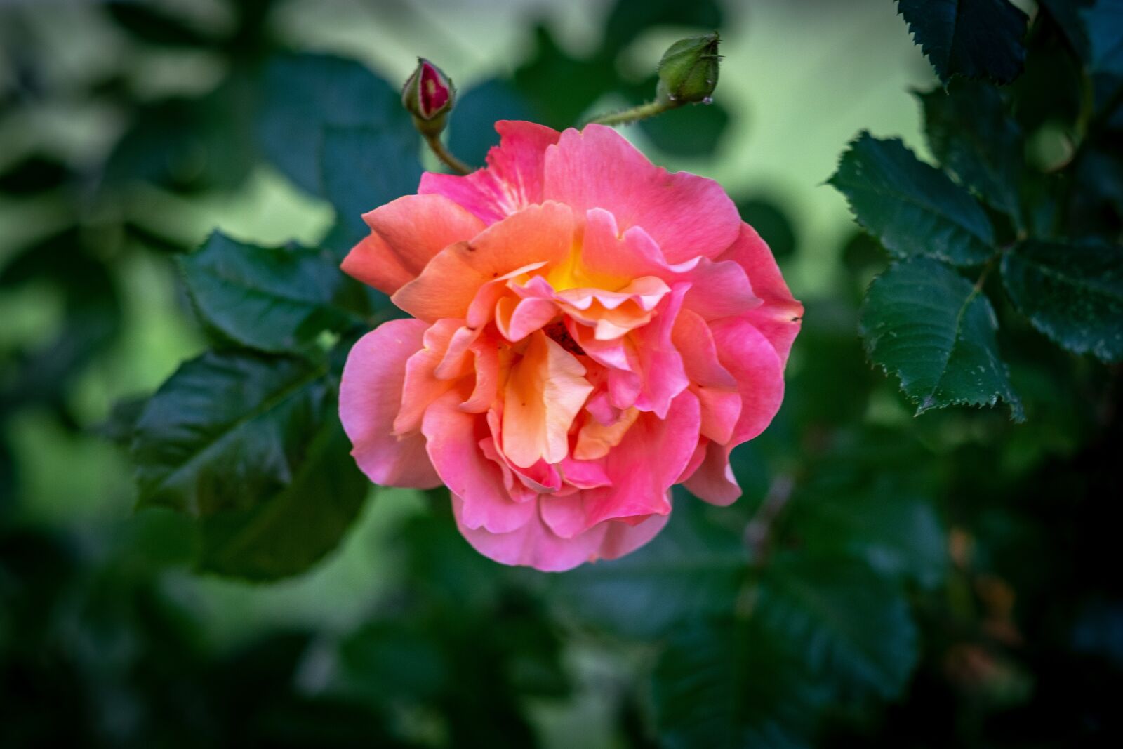 Fujifilm X-T2 + Fujifilm XF 56mm F1.2 R sample photo. Rose, bloom, flower photography