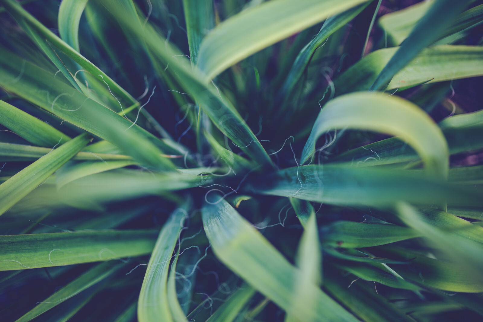Canon EOS 6D + Sigma 35mm F1.4 DG HSM Art sample photo. Yucca photography