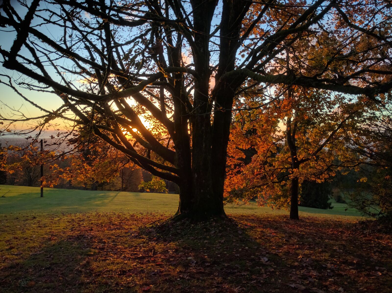 Google Nexus 6P sample photo. Burnaby mountain, burnaby, british photography