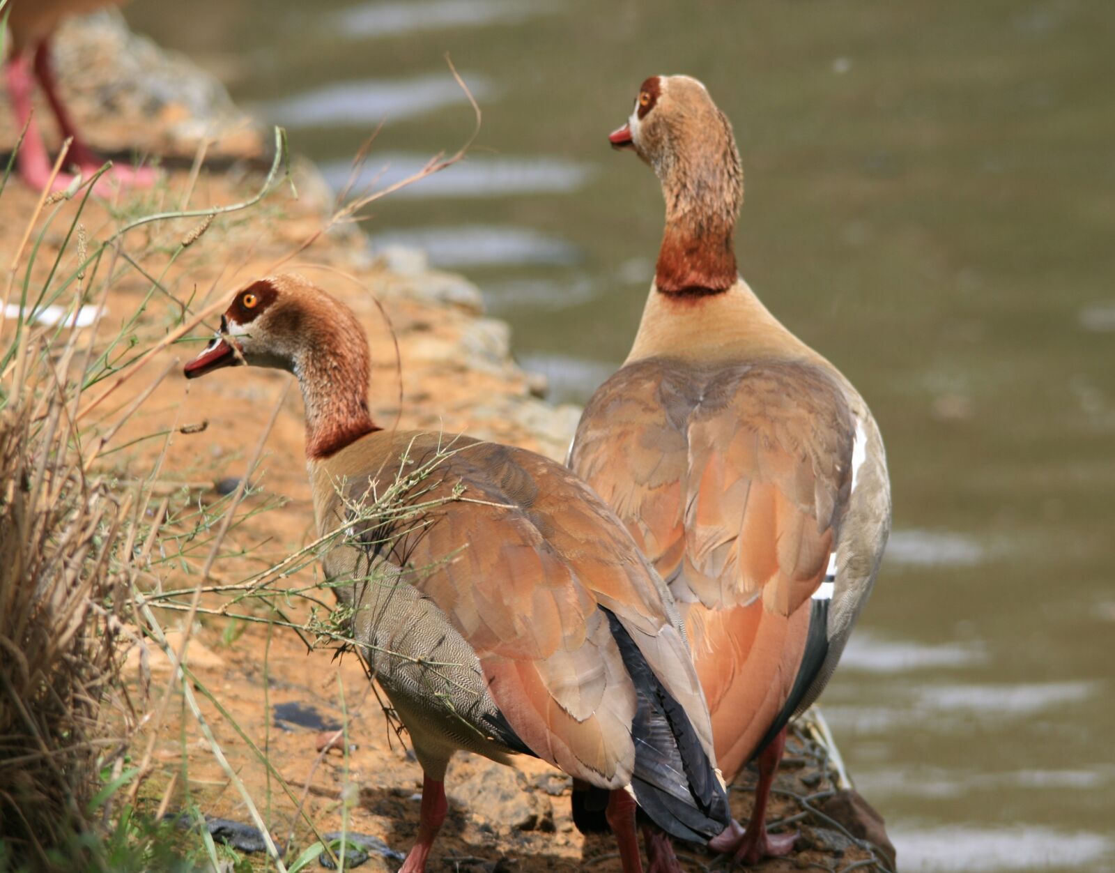 Canon EOS 400D (EOS Digital Rebel XTi / EOS Kiss Digital X) sample photo. Egyptian geese, geese, brown photography