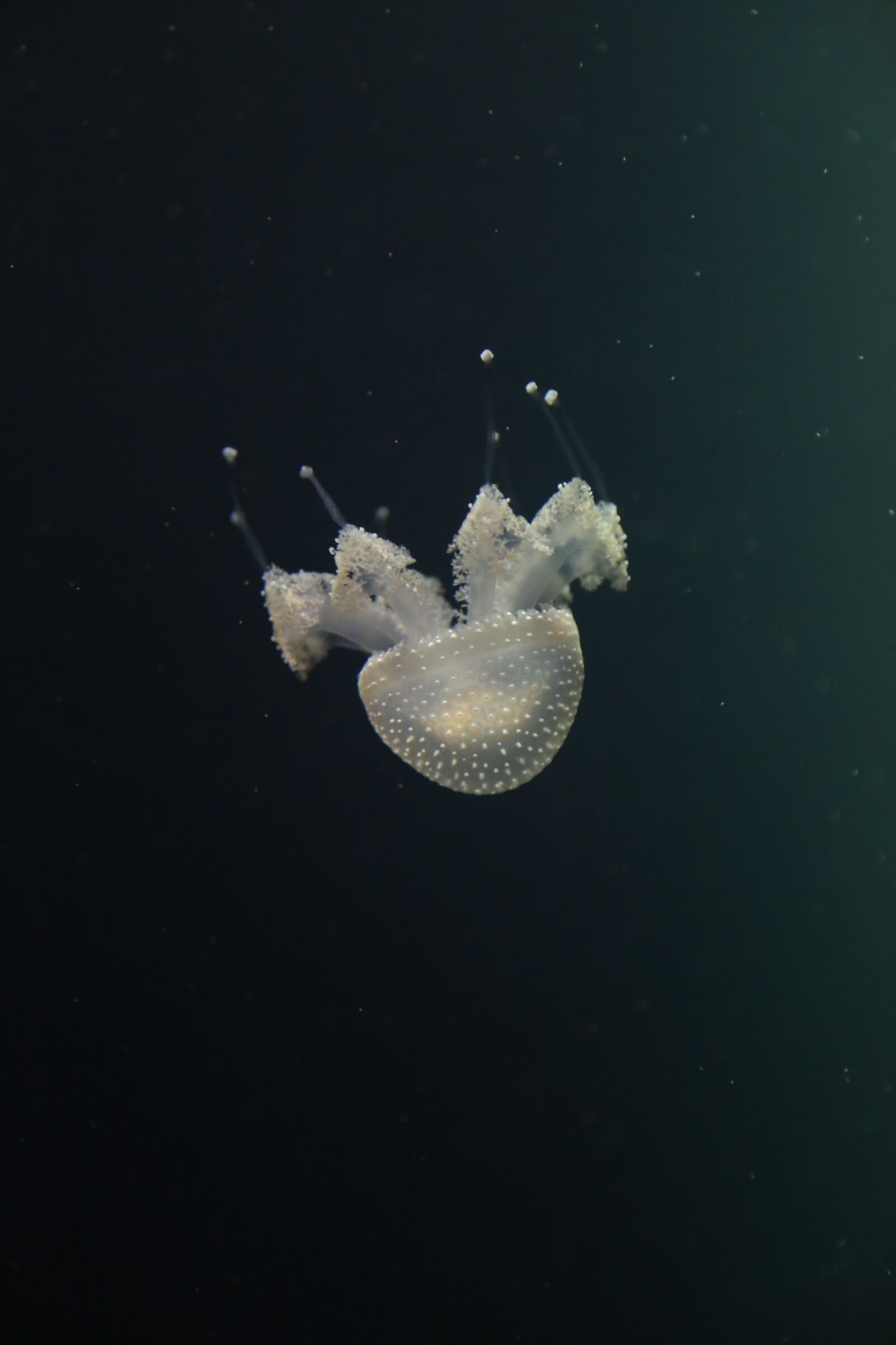 Canon EOS 6D + Canon EF 24-105mm F4L IS USM sample photo. Jellyfish, floating, underwater photography