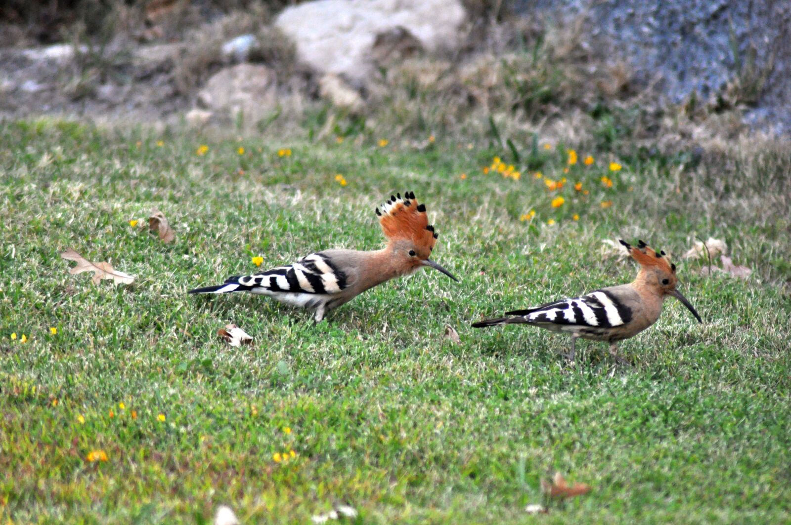 Nikon D90 sample photo. Hoopoe, bird, animal photography