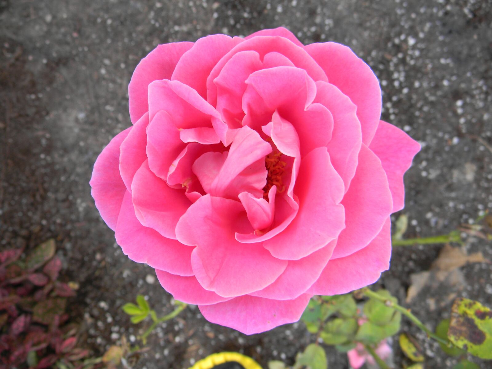 Nikon Coolpix L110 sample photo. Roses, garden, nature photography