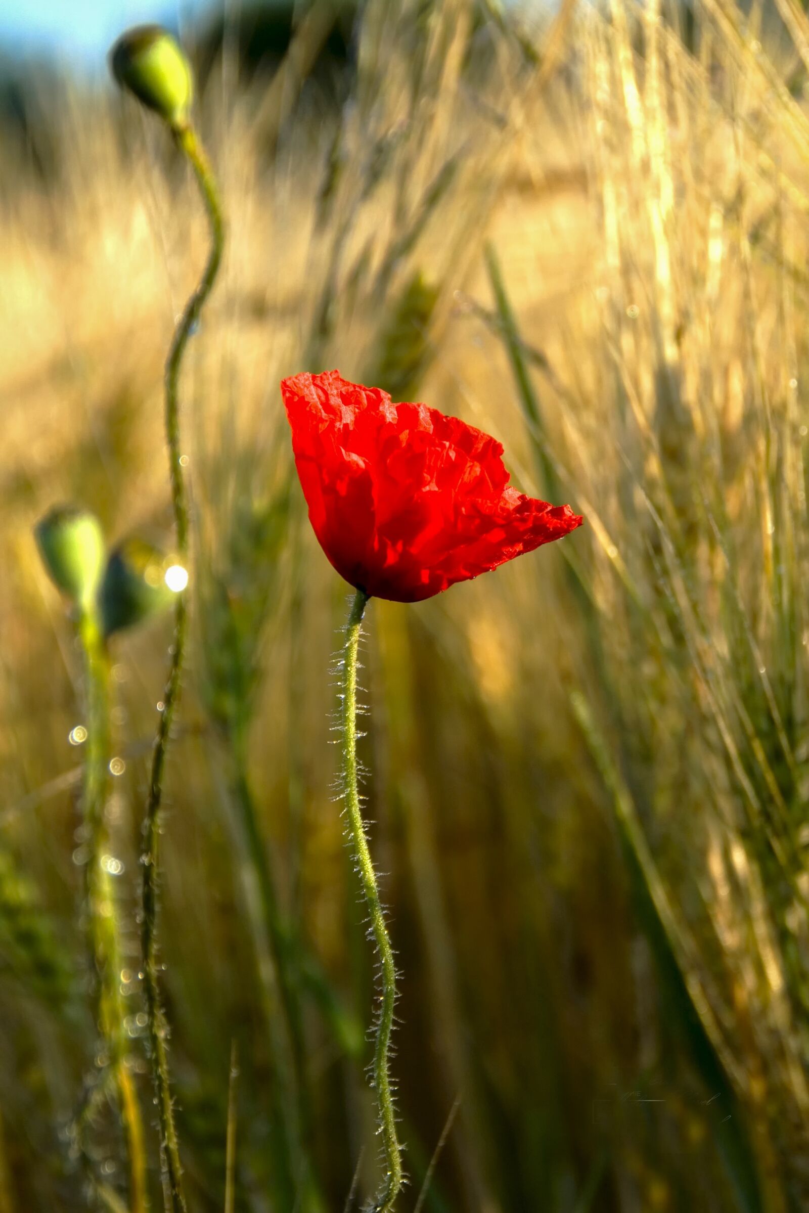 Pentax K200D sample photo. Fleur, coquelicot, fleur rouge photography