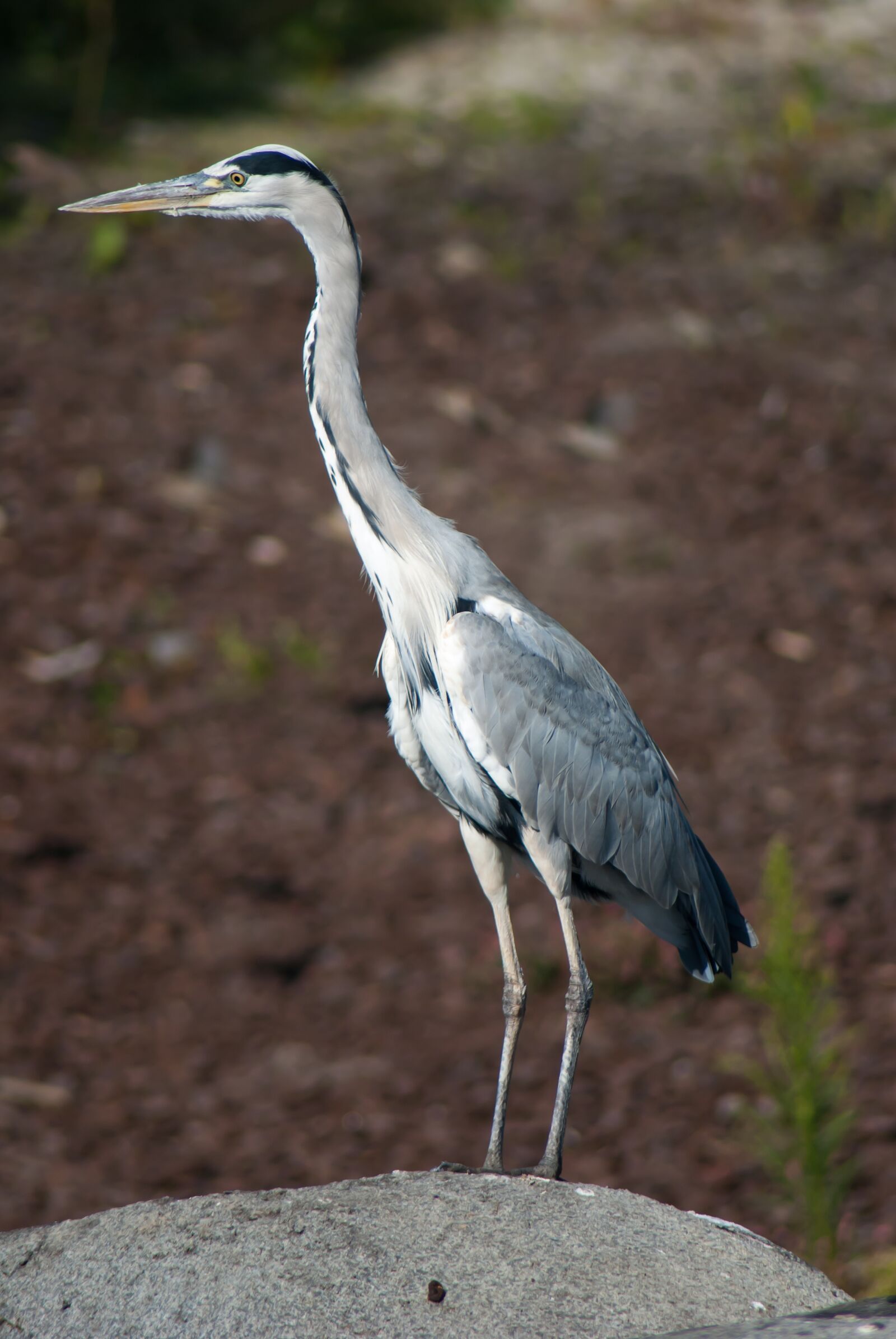 Nikon D3000 sample photo. Heron, bird, animal photography