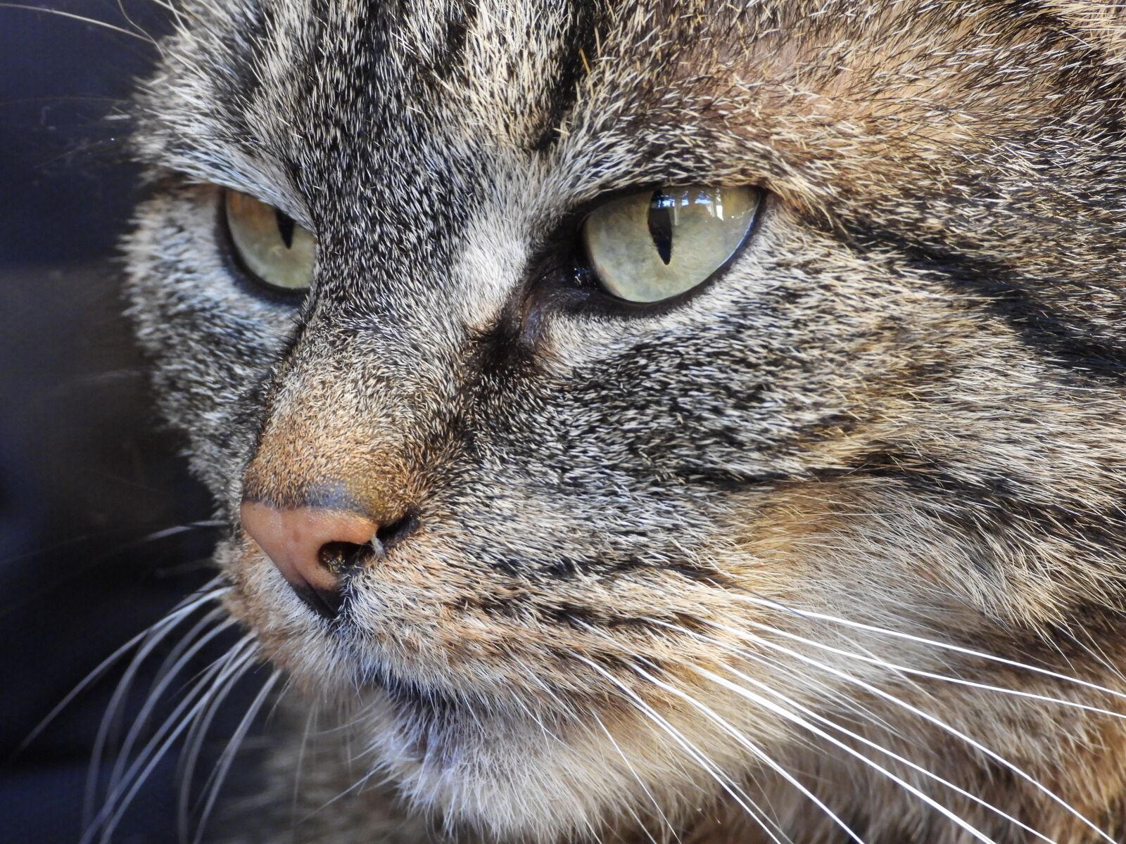 Nikon Coolpix P1000 sample photo. Cat, dachowiec, kitten photography