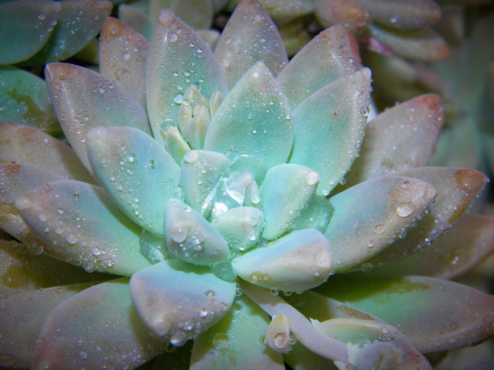 Nikon Coolpix L110 sample photo. Succulent, plant, nature photography