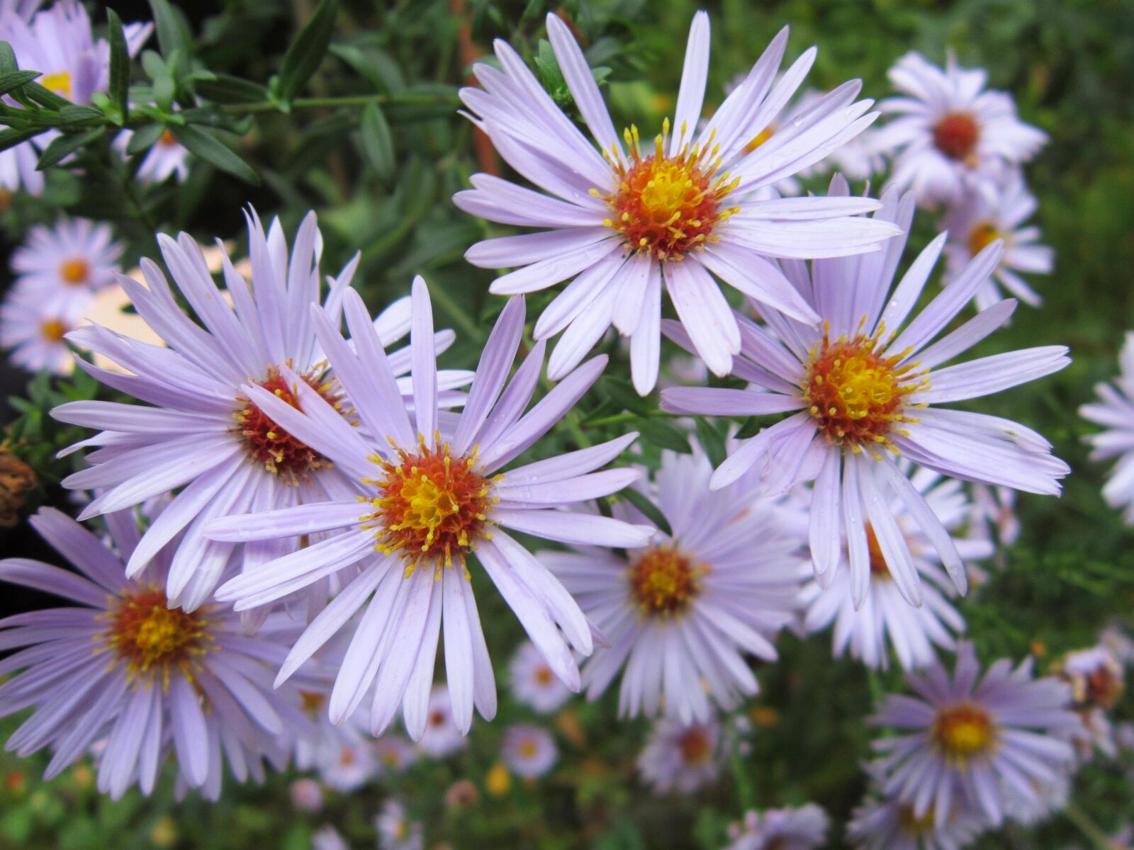 Canon PowerShot A3300 IS sample photo. Autumn, flowers, flower, garden photography