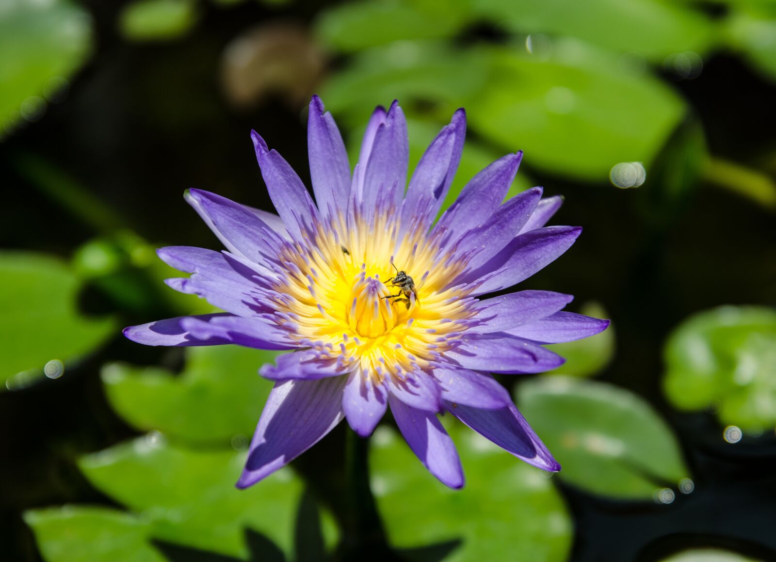 Nikon D7000 sample photo. Flower, bloom, pond photography