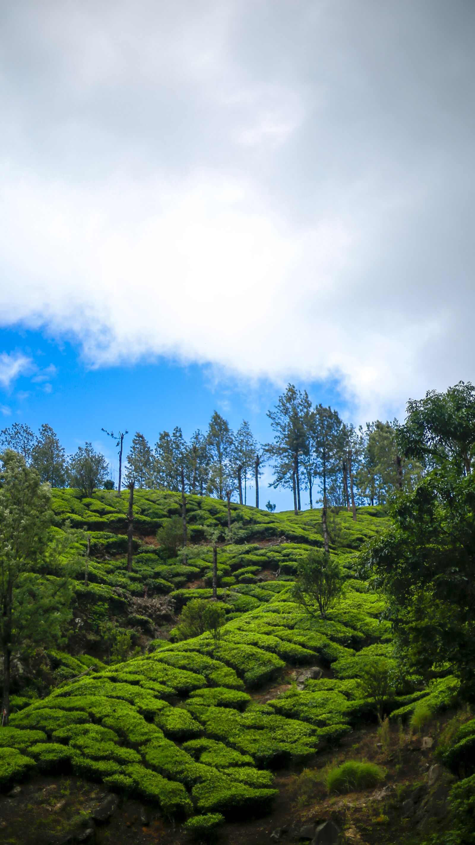 Canon EOS 5D Mark III sample photo. Kerala, nature, green photography