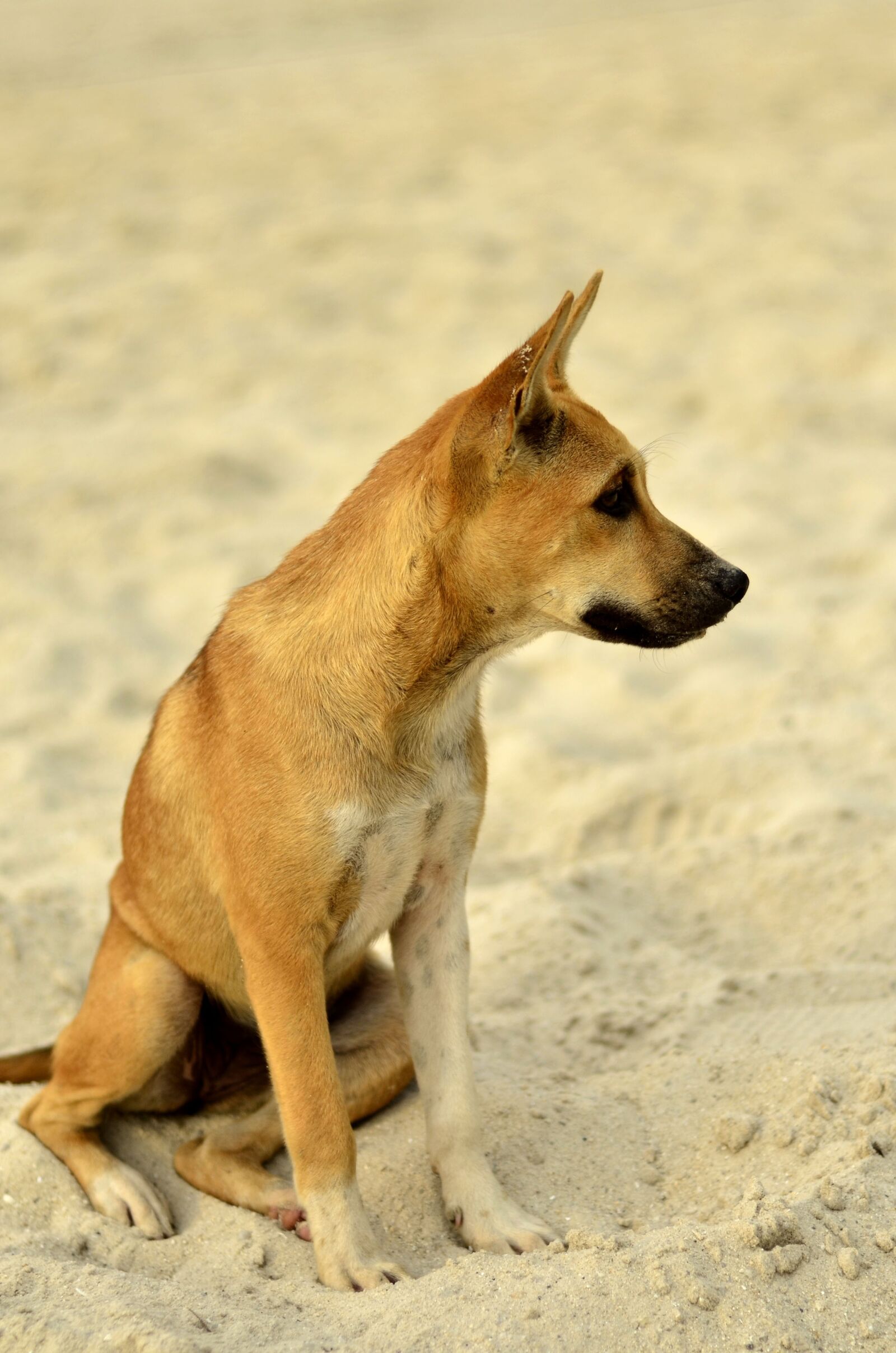 Nikon D7000 sample photo. Dog, canine, looking photography