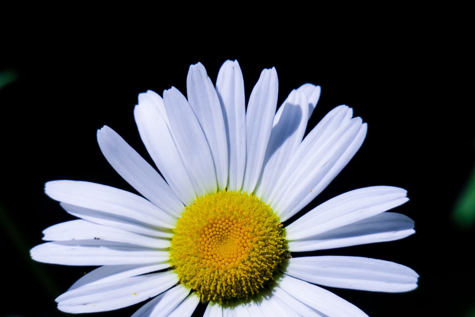 Canon PowerShot G3 X sample photo. Flower, natural, summer photography