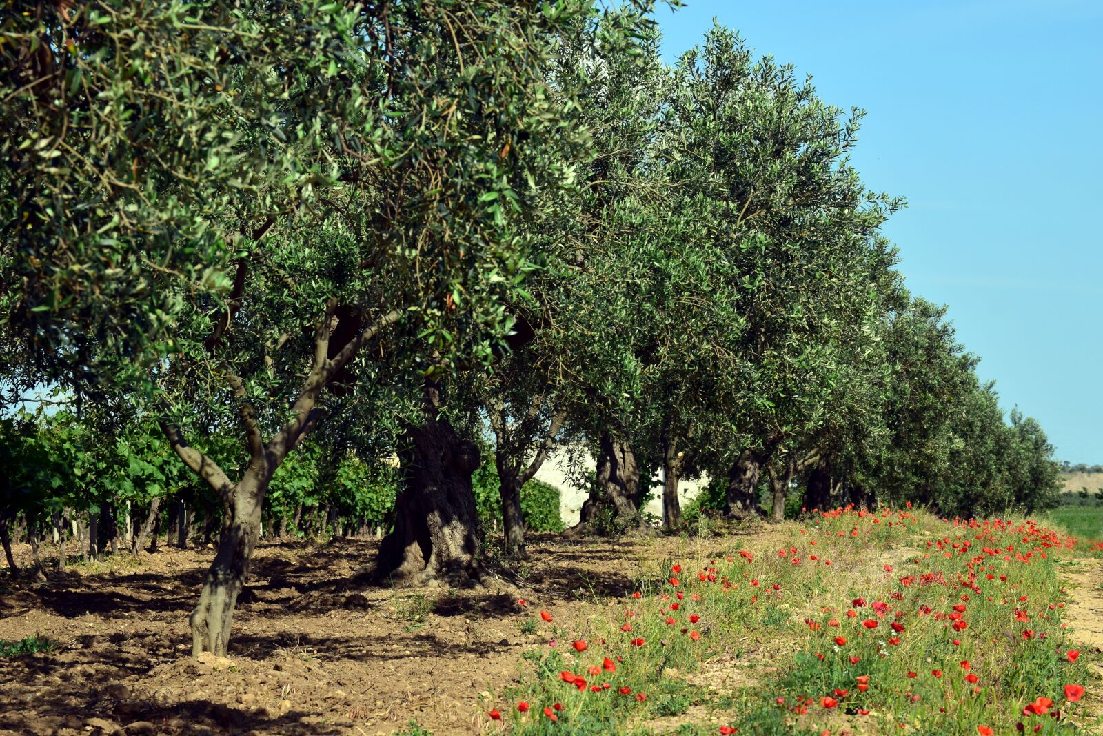 Nikon D3300 sample photo. Olive trees, plantation, tree photography
