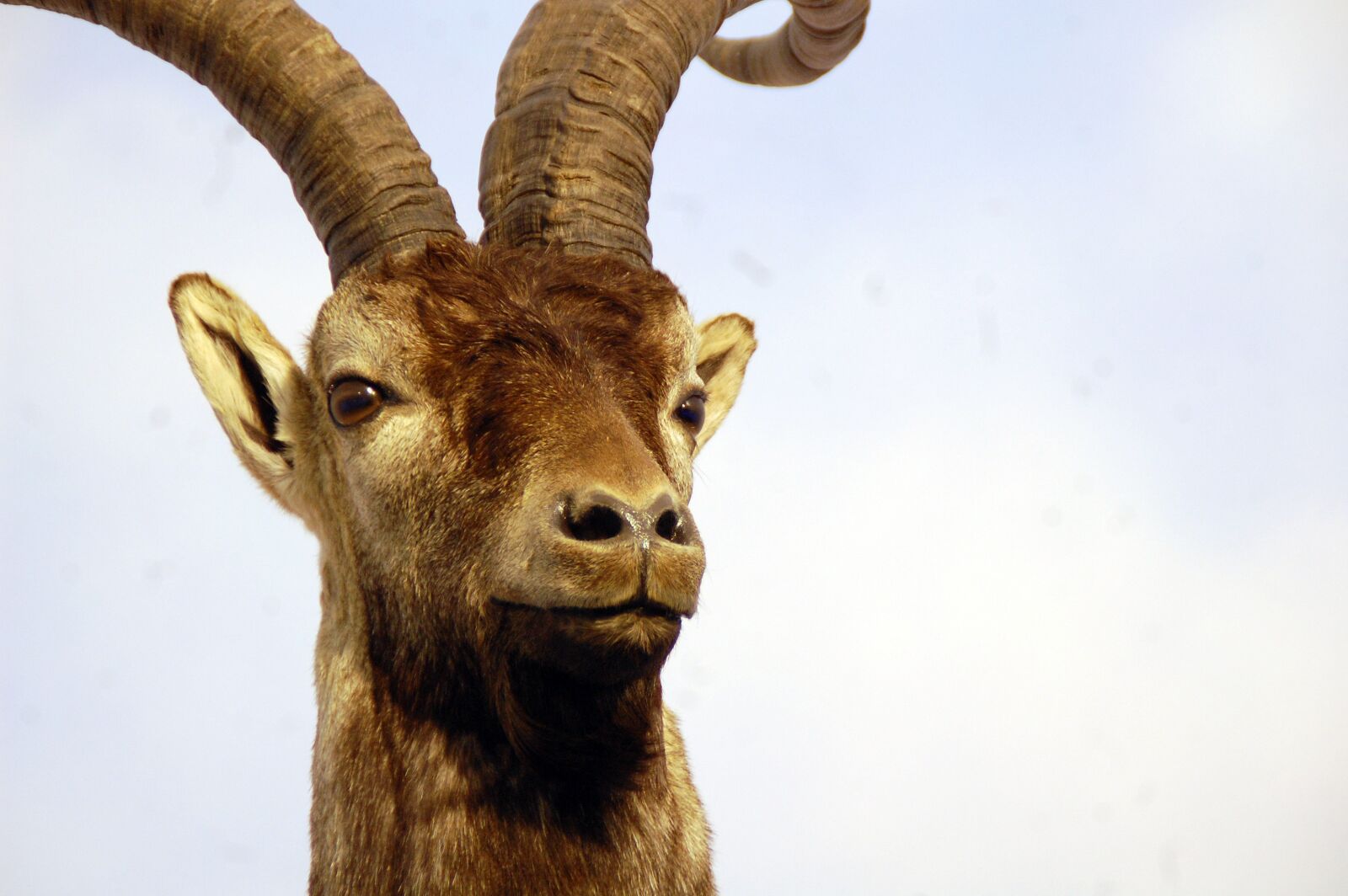 Nikon D40 sample photo. Goat, montés, mountain photography