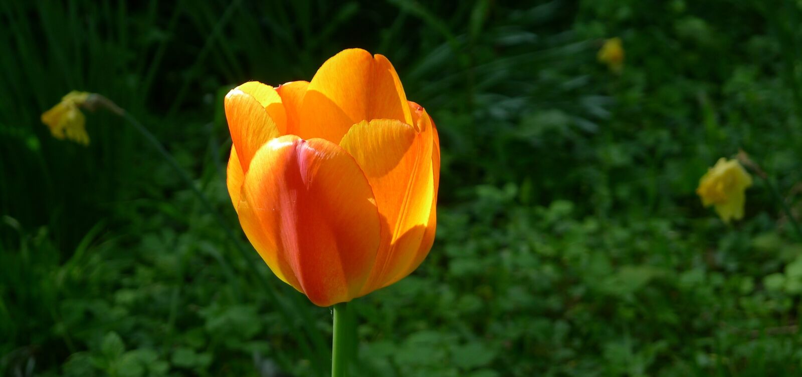 Panasonic Lumix DMC-LX5 sample photo. Yellow orange tulip, springtime photography