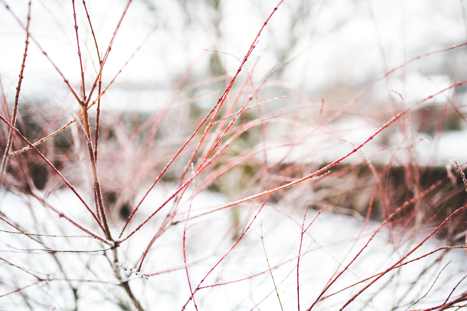 Sigma 35mm F1.4 DG HSM Art sample photo. Red, branches, in, winter photography