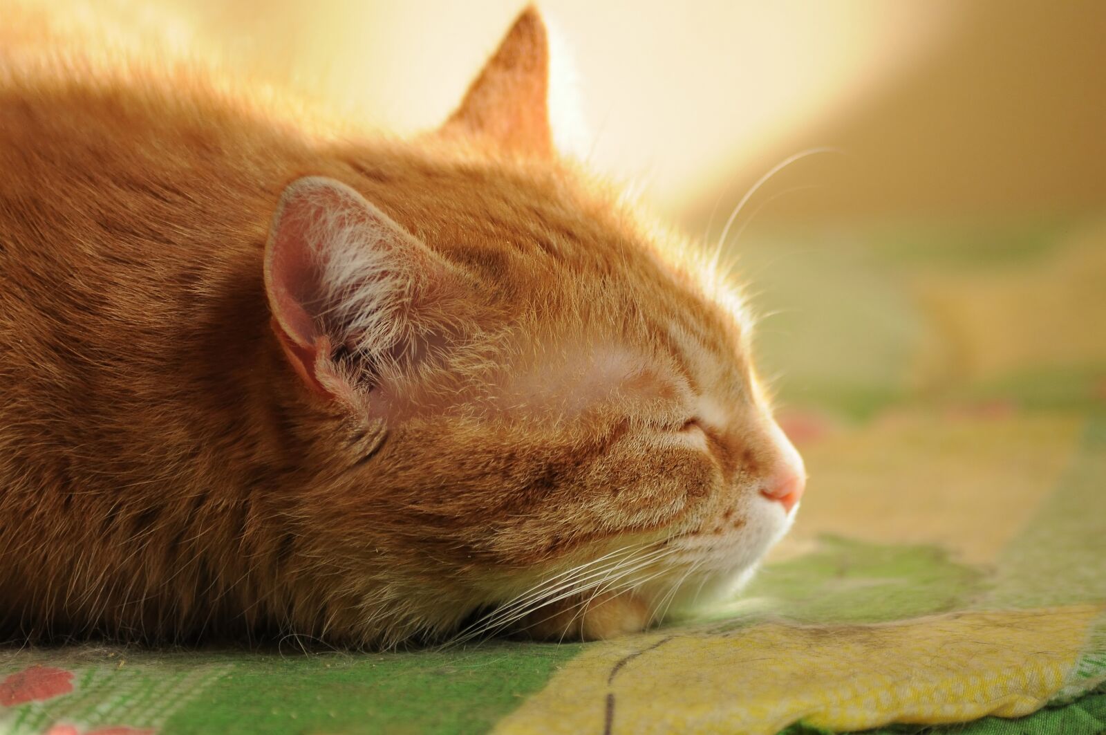 Nikon D90 sample photo. Cat, dream, quiet hours photography