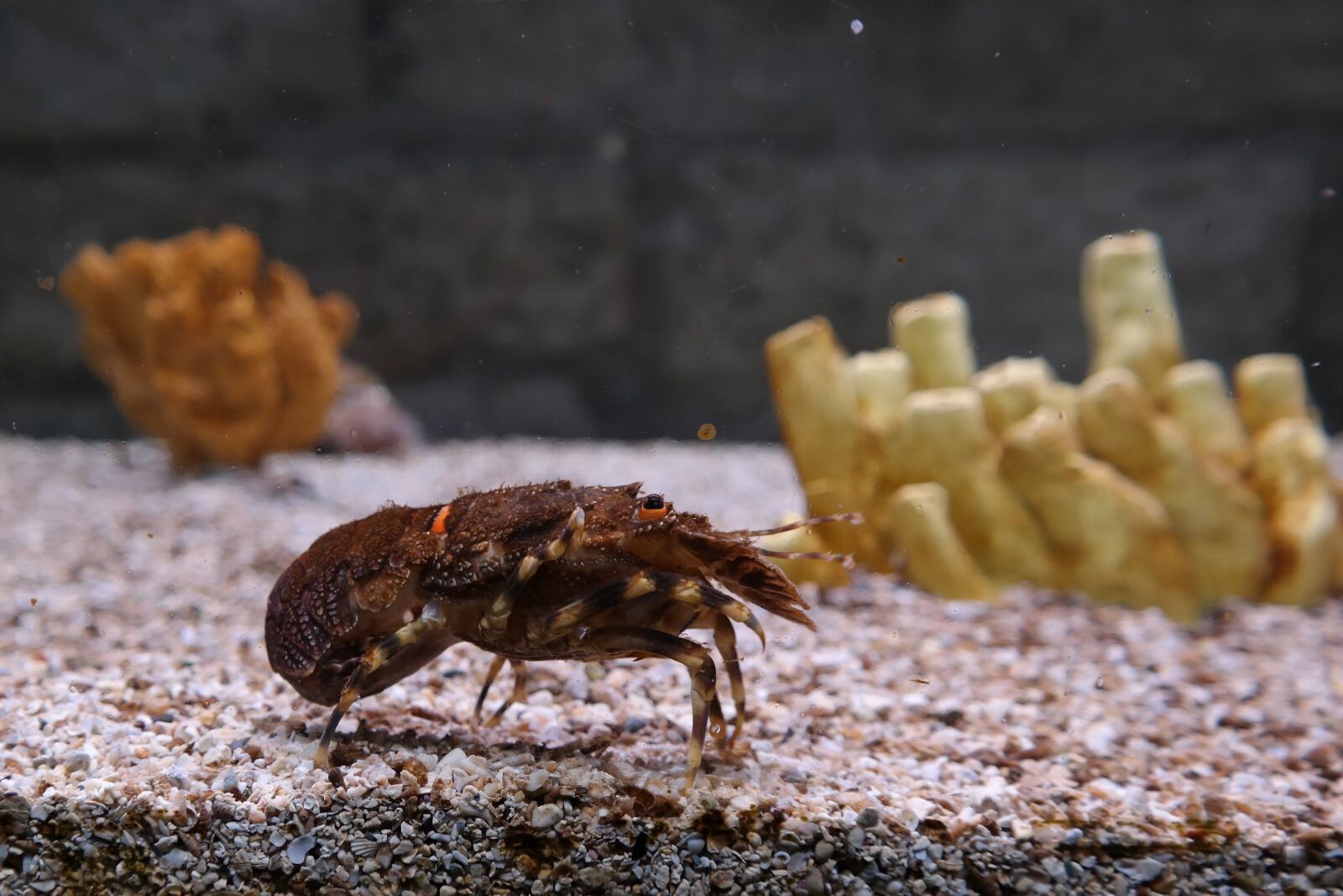 NX 18-55mm F3.5-5.6 sample photo. Cancer, marine life, water photography
