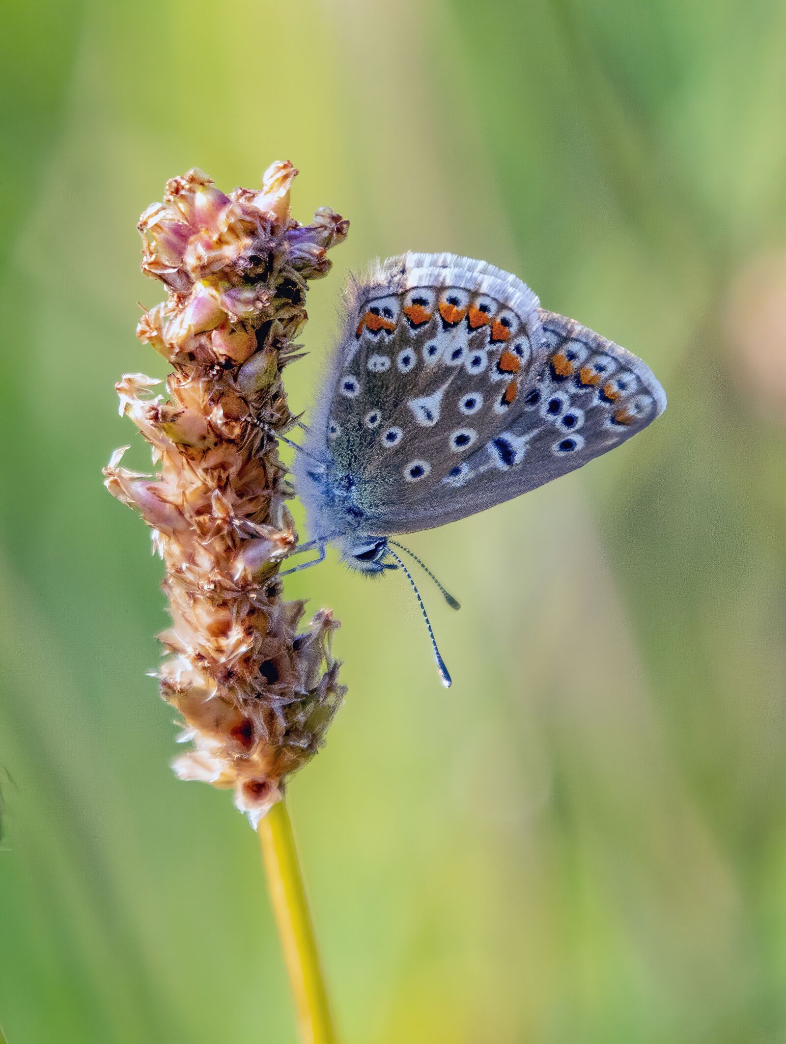 Canon EOS 800D (EOS Rebel T7i / EOS Kiss X9i) sample photo. Butterfly, common-blue, pair photography