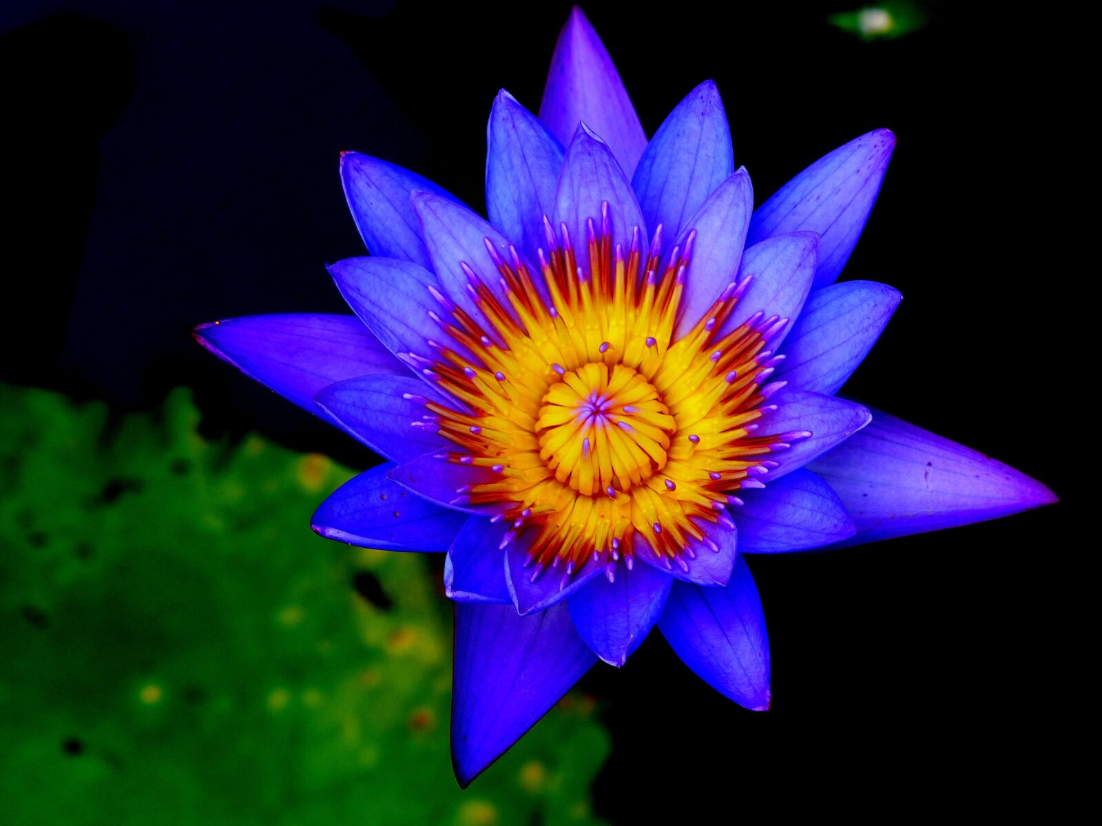 Panasonic Lumix DMC-FZ200 sample photo. Lotus flower, pond, aquatic photography