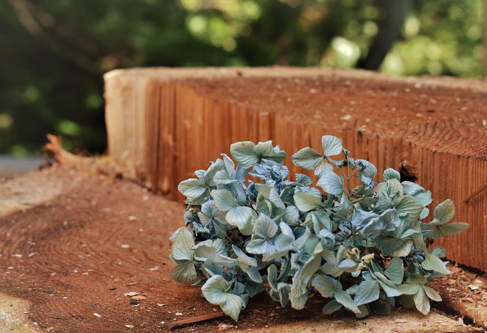 Nikon D3400 sample photo. Natural, hydrangea, blue photography