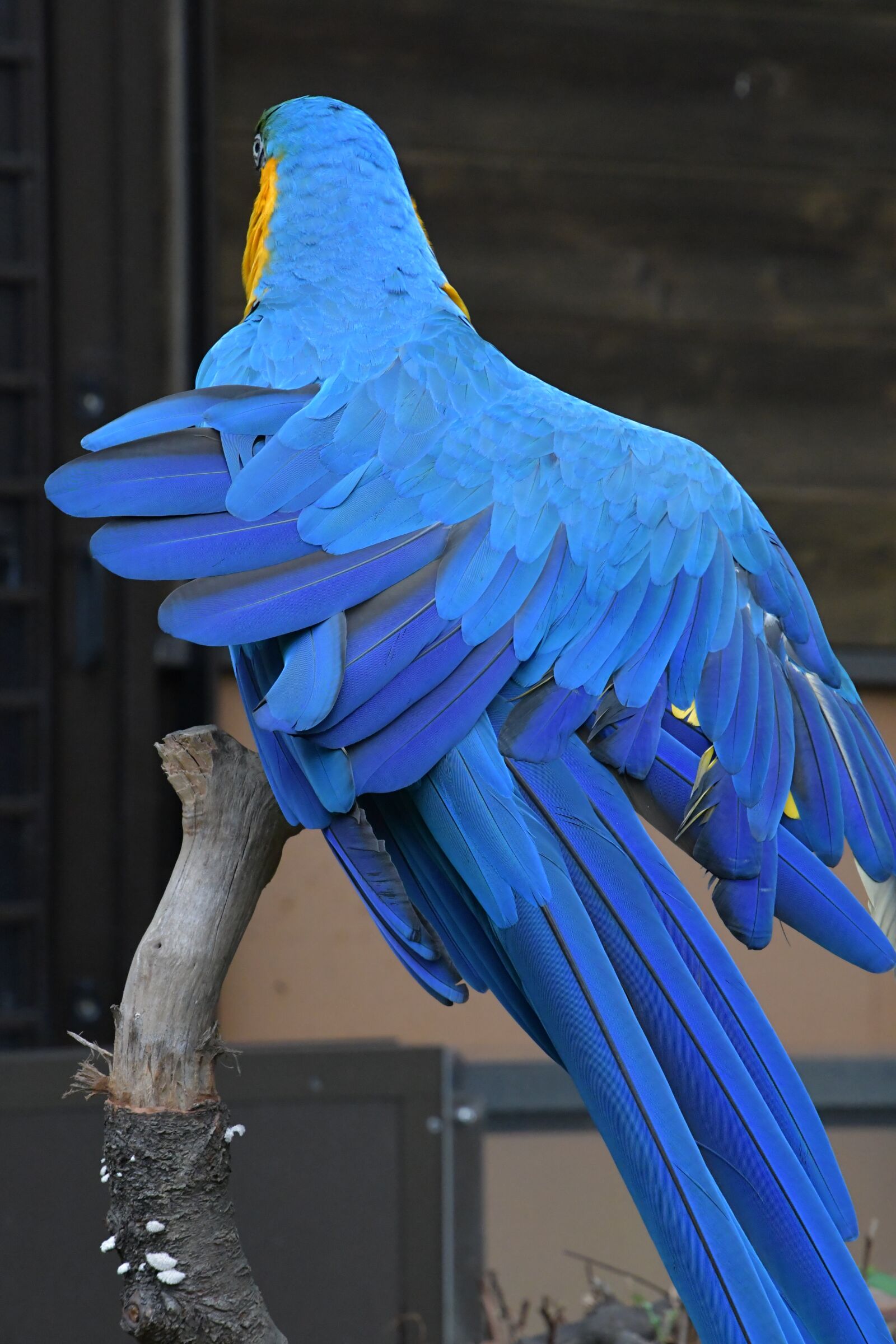 Nikon D7500 sample photo. Parakeet, bird, blue photography