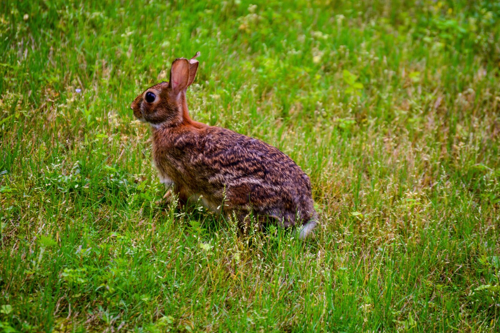 Nikon D5200 sample photo. Rabbit, nature, animal photography