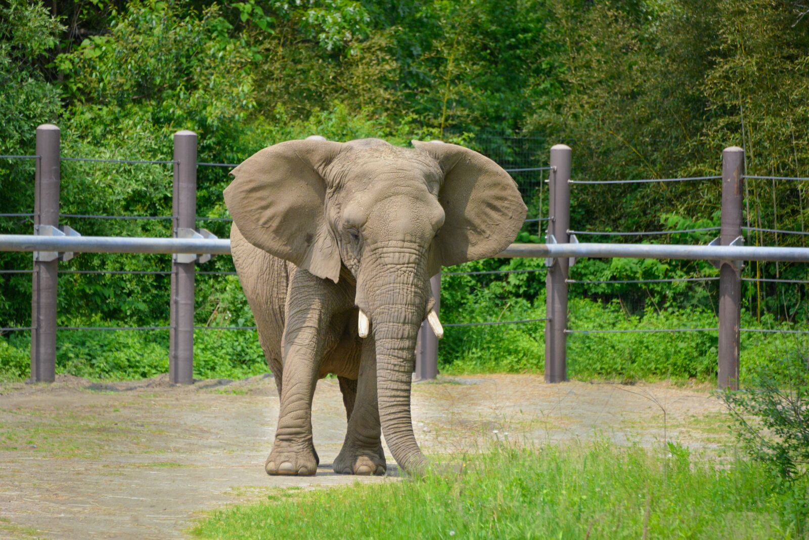 Nikon D800 sample photo. Elephant, wild, zoo photography